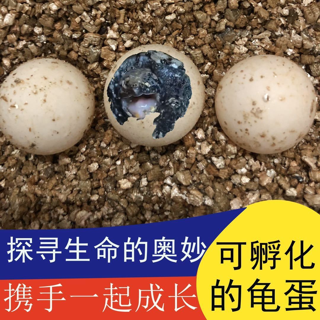 乌龟蛋可孵化 鳄龟蛋 纯佛鳄龟蛋 原种爆刺佛鳄龟蛋