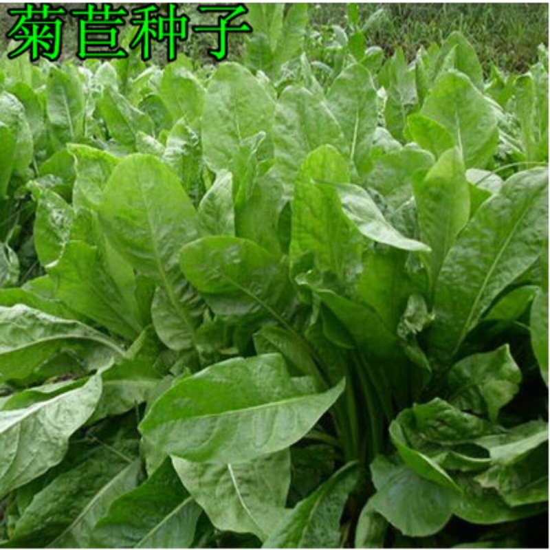 一件代发将军菊苣种子 肥猪菜种子 菊苣牧草种子 鸡鸭鹅鱼兔爱吃