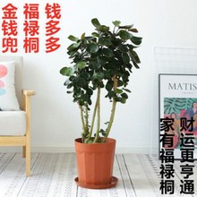 金钱兜盆栽钱多多植物盆栽家里盆栽植物适合搬新家的绿植福禄圆叶