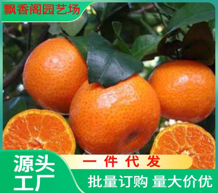 早熟黄岩无核蜜桔苗嫁接桔子树苗甜橘子黄岩蜜桔果树苗当年结果树