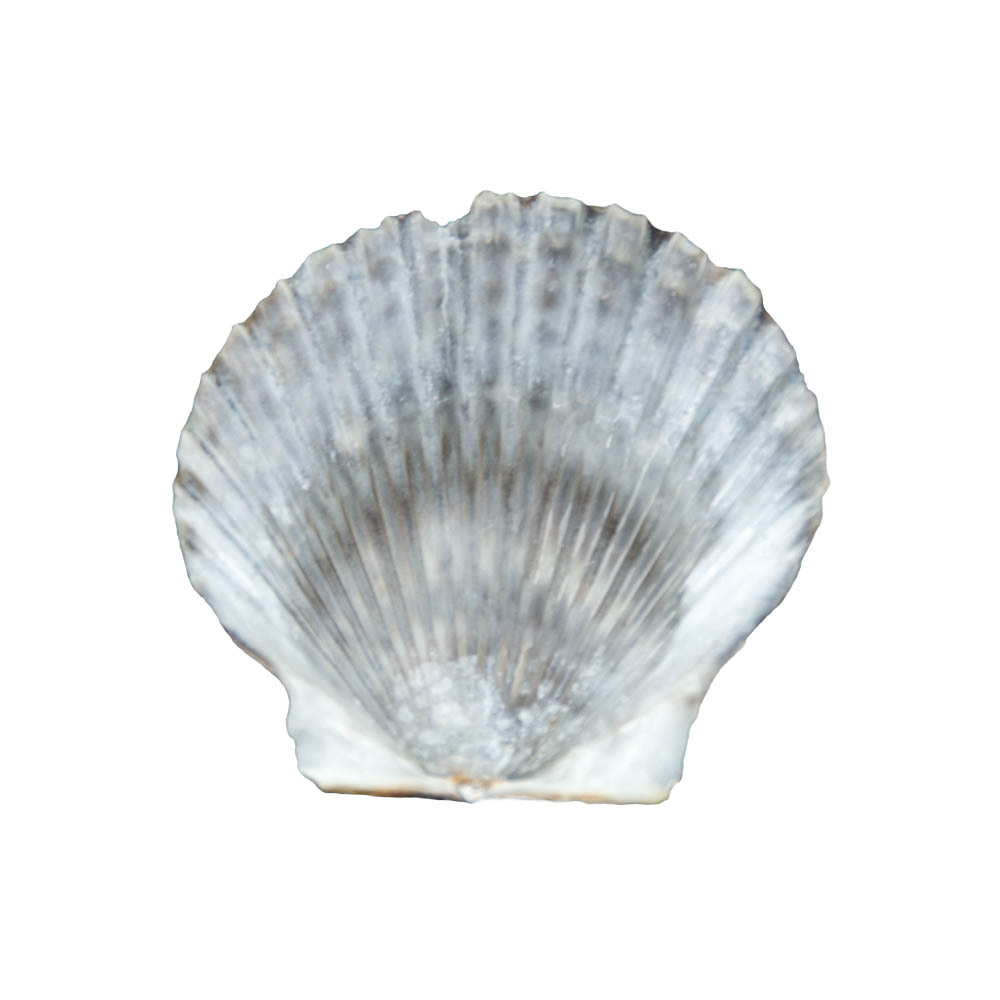 福海人家/薄黑扇贝 贝壳 鱼缸家居饰品摆件工艺品贝壳原料批发