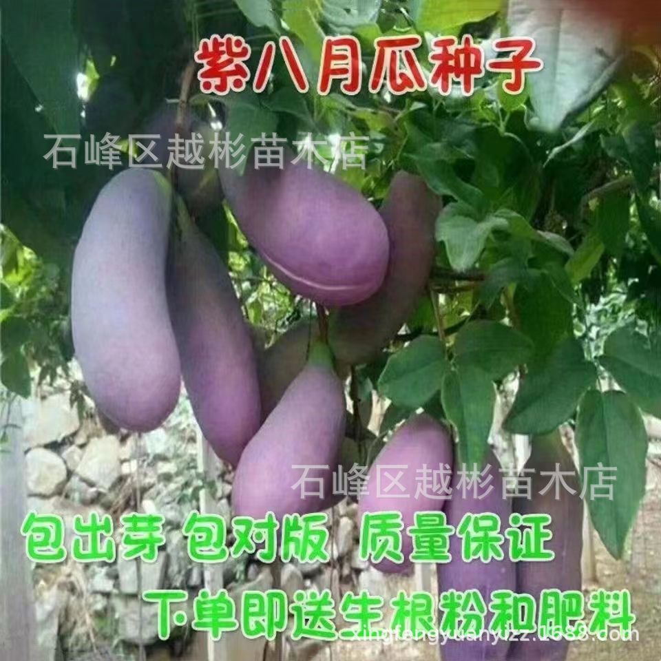 野生八月瓜种子紫果八月瓜树种子庭院爬藤植物食用水果八月炸种子