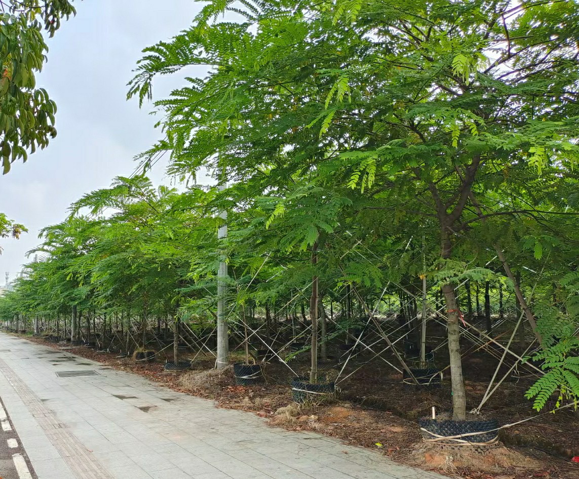 粉花山扁豆 节果决明 开花行道树 中山乔木绿植直销