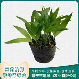 三药槟榔苗棕榈科植物庭院阳台室内盆栽观叶植物厂家直销花卉绿植