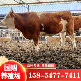 国赐小牛犊 西门塔尔牛 牛犊子 鲁西黄牛 四川肉牛养殖场