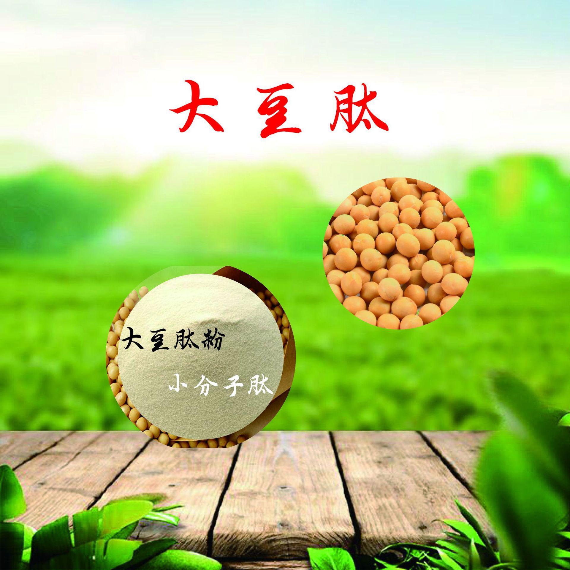 大豆肽 大豆肽粉 食品级大豆低聚肽粉 小分子活性肽 大豆蛋白肽