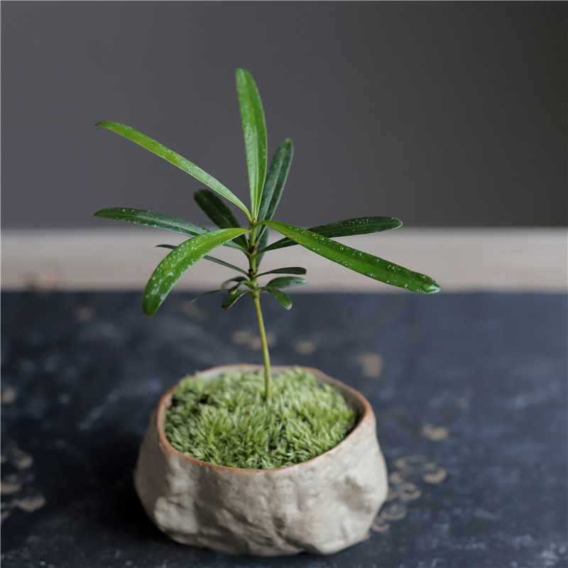 海岛罗汉松指尖微型盆栽桌面观叶植物拇指盆景超迷你绿植小树苗