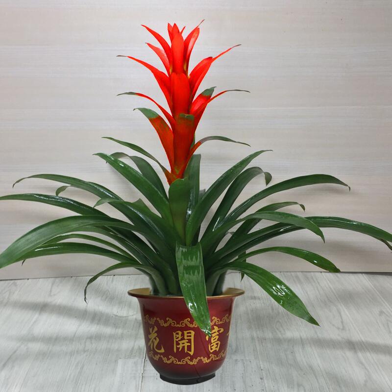 鸿运当头水培盆栽植物办公室内红心花卉绿植大型好养凤梨阳台客厅