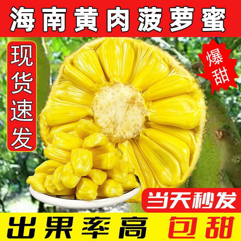 海南三亚菠萝蜜黄肉干苞鲜甜美味热带新鲜水果现摘发货一整个代发