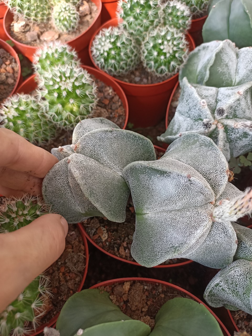 多头鸾凤玉2头起