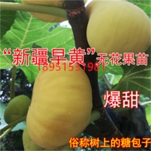 新疆早黄无花果树苗特大糖心无花果苗耐寒盆地栽南方种植当年结果