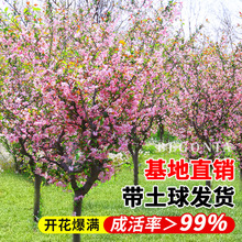 海棠花树苗高杆西府垂丝北美海棠大树耐寒植物庭院盆栽地栽风景树