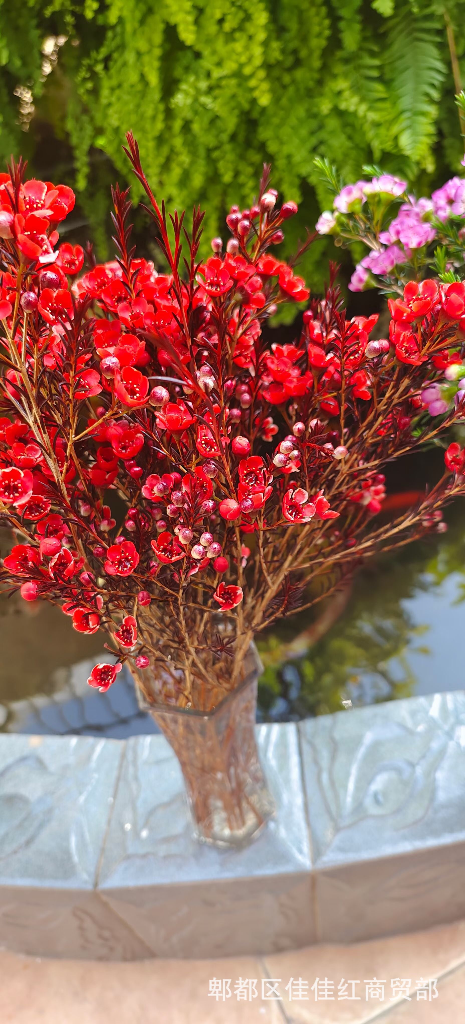 澳洲腊梅鲜切花带香味基地直批花店婚庆布置地摊赶集家用装饰货源