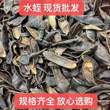 水蛭中药材批发清水吊干水蛭 蚂蟥干 医蛭 小水蛭烫水蛭 一件包邮