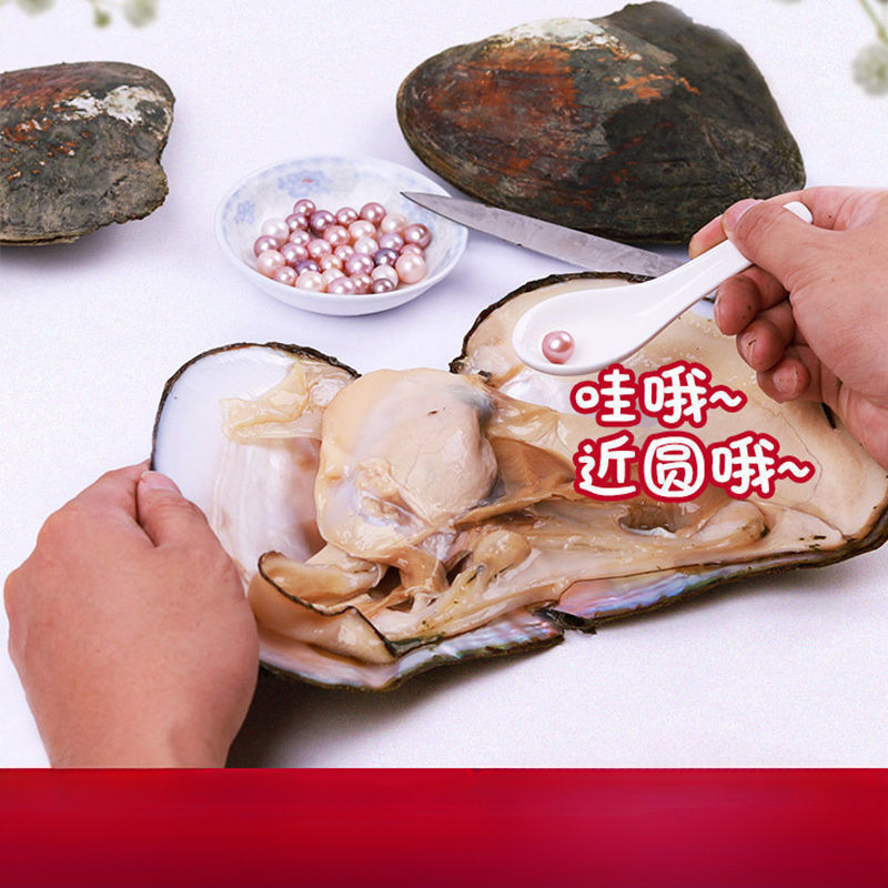 珍珠蚌自己开蚌取珍珠淡水活蚌壳河蚌多珠单珠鲜活真空打批发