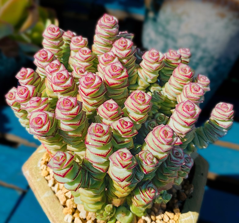 钱串多肉植物老桩钱串子群生多头萌肉植物组合盆栽办公室绿植花卉