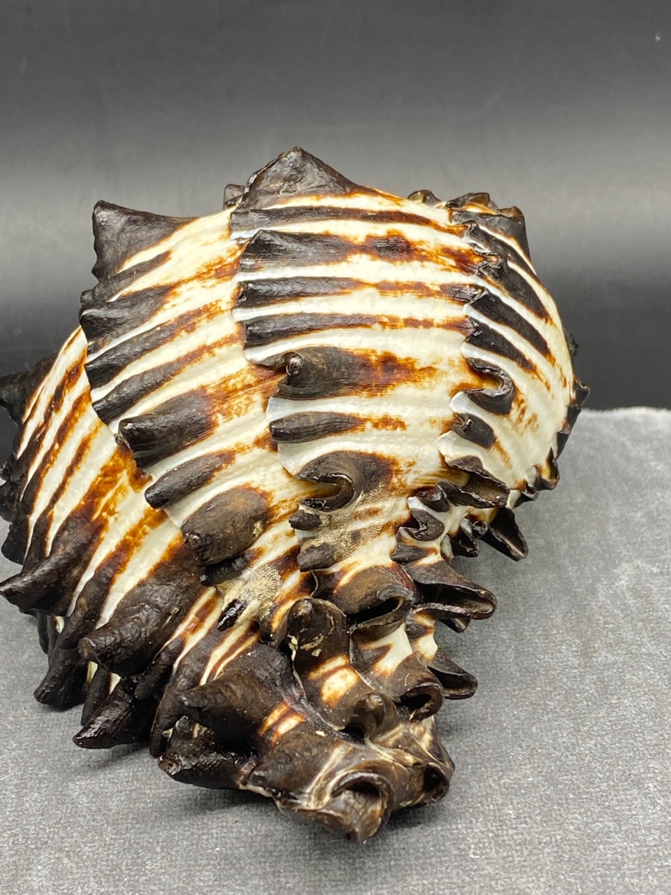 工厂直销 7-12厘米黑骨螺 天然深海海螺寄居蟹螺壳鱼缸水族装饰品