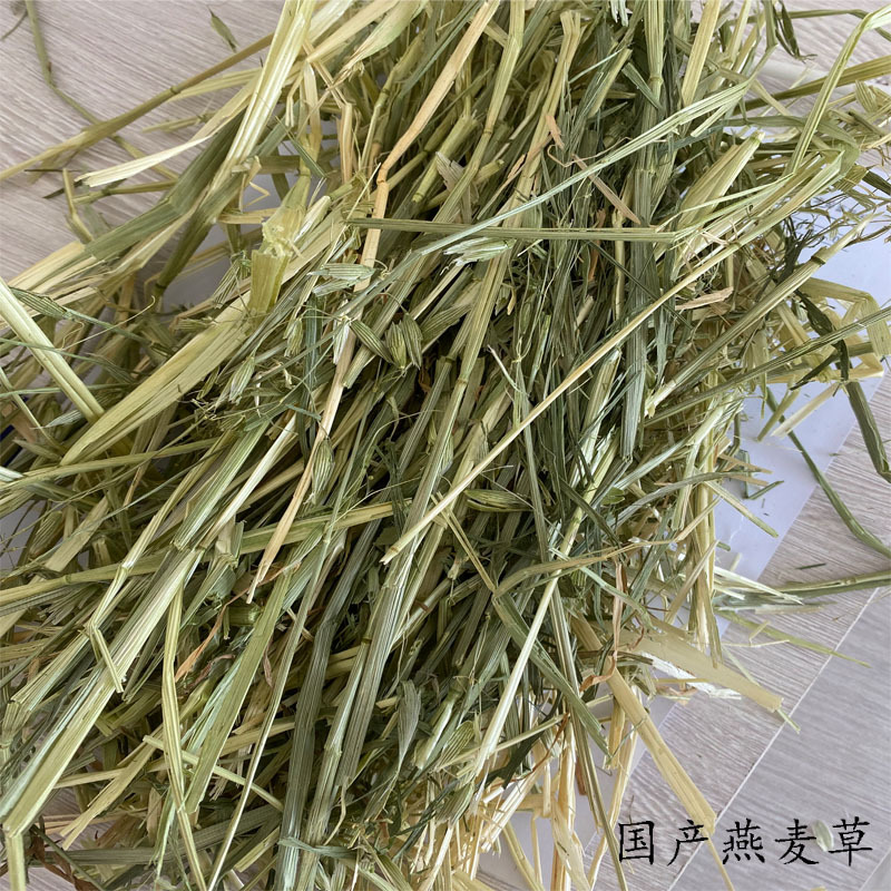 紫花苜蓿草果实图片图片