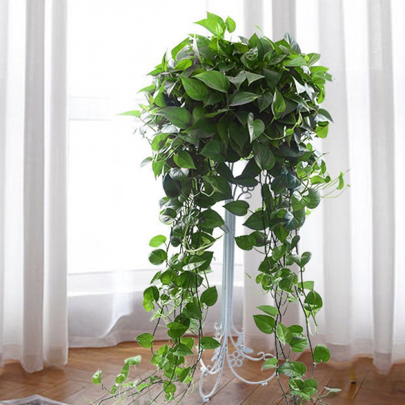 长藤绿萝大盆绿植大叶植物室内特大盆花卉盆栽新房卧室植物除代发
