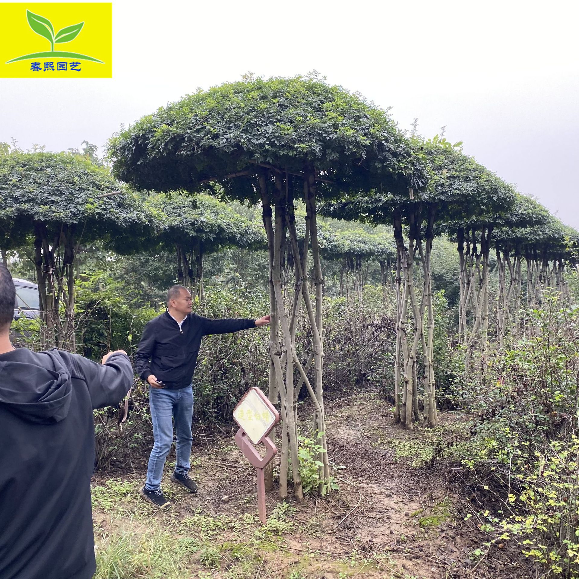 对节白蜡种植基地大量出售造型多样对节白蜡 对节白蜡盆景价格