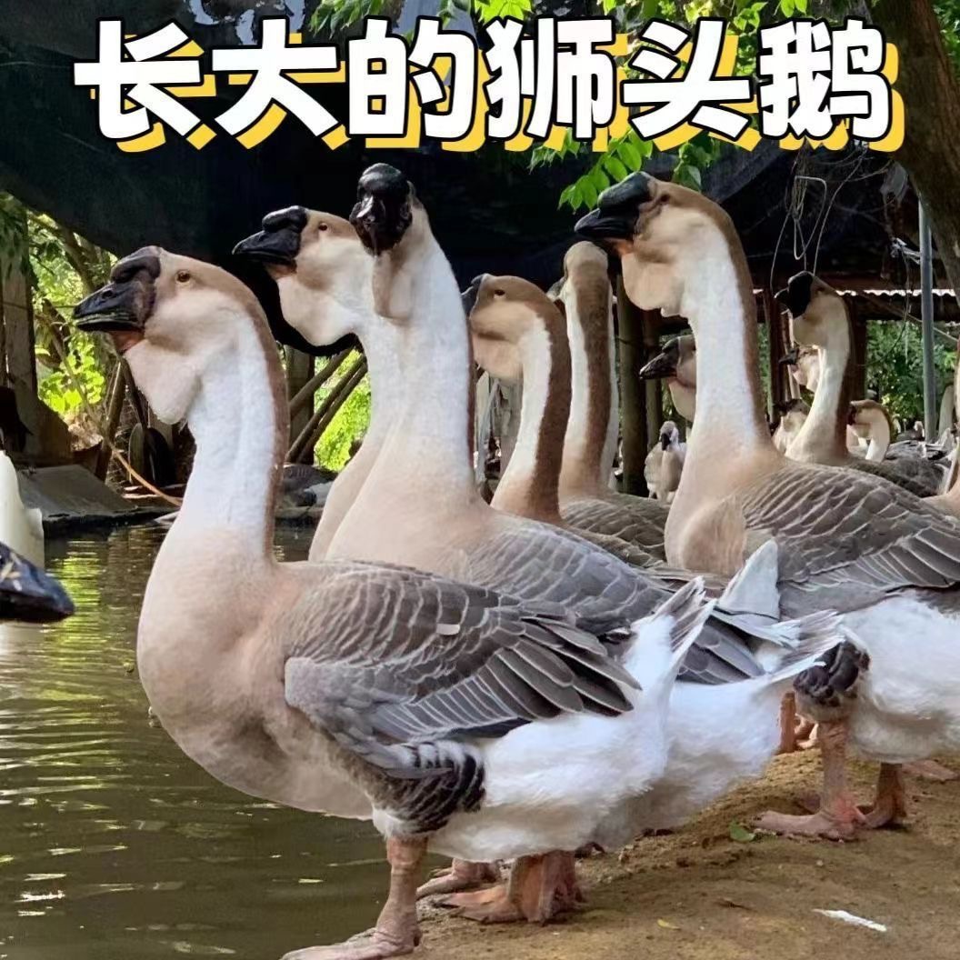 正宗狮头鹅脱温鹅苗大种狮头鹅苗活体灰狮头鹅活苗价格小鹅苗繁育
