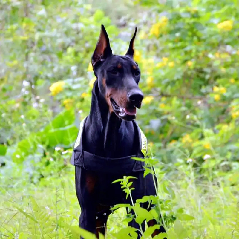 出售杜宾犬幼犬活体护卫犬德系杜宾幼犬活体宠物犬家养杜宾活体犬