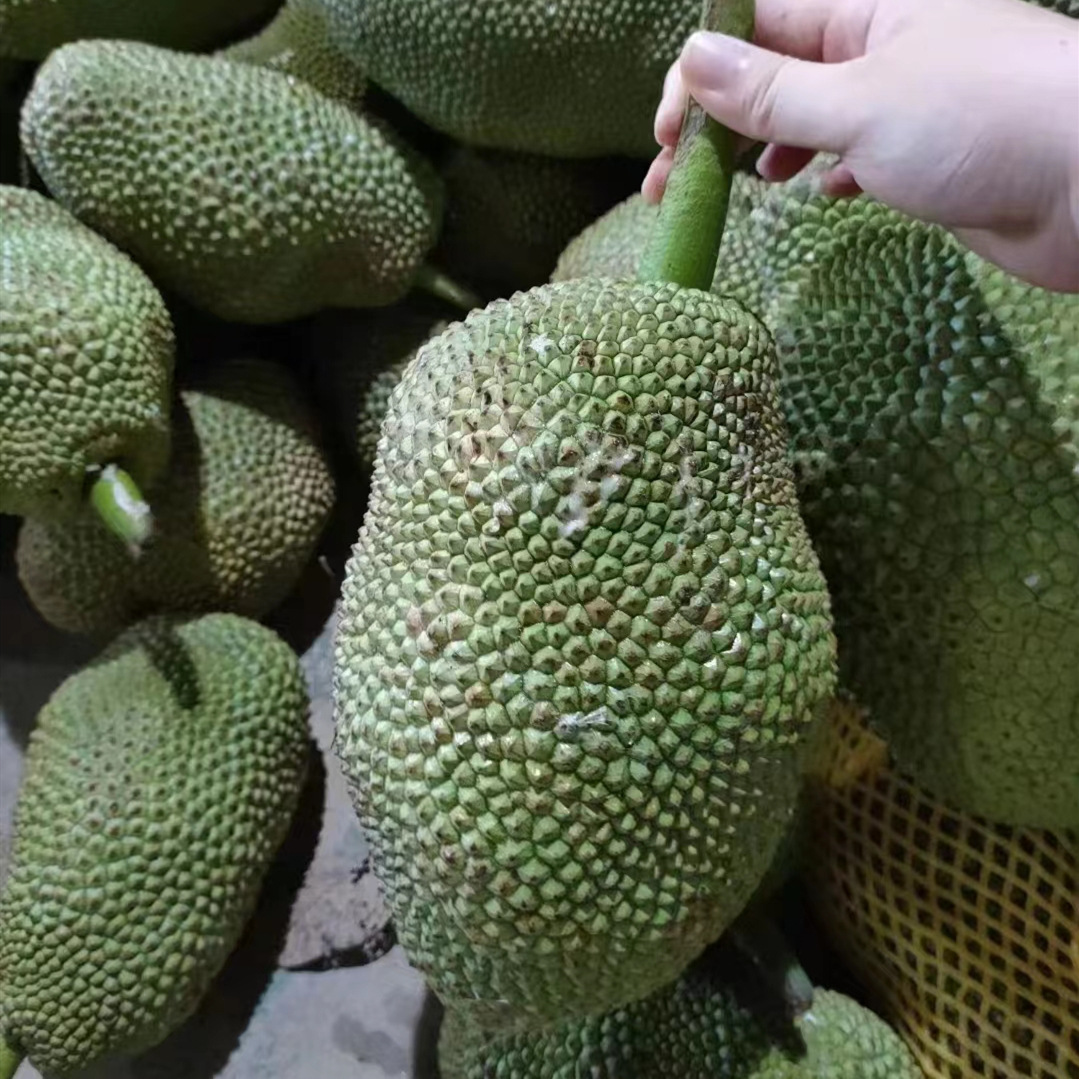 海南榴莲蜜应当季新鲜热带水果软糯香甜手撕湿苞尖蜜拉一整个包邮