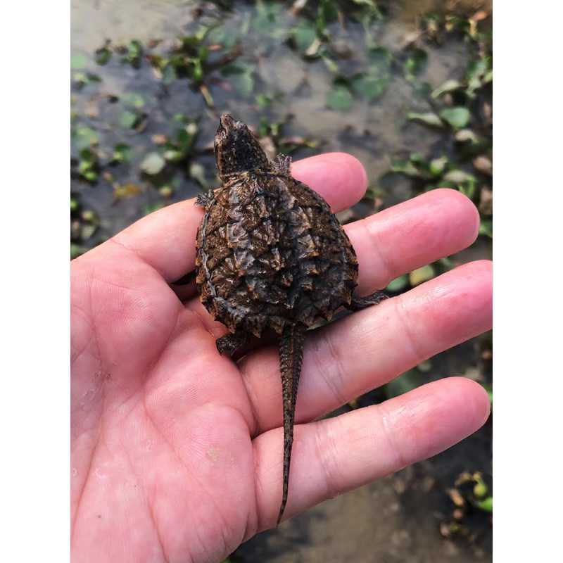 鳄龟纯佛 爆刺王小乌龟活物拟黑佛真鳄凶猛观赏宠物龟大杂鳄龟苗