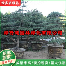 嫁接五针松盆景庭院景区造型树四季常青植物五针松树苗基地批发