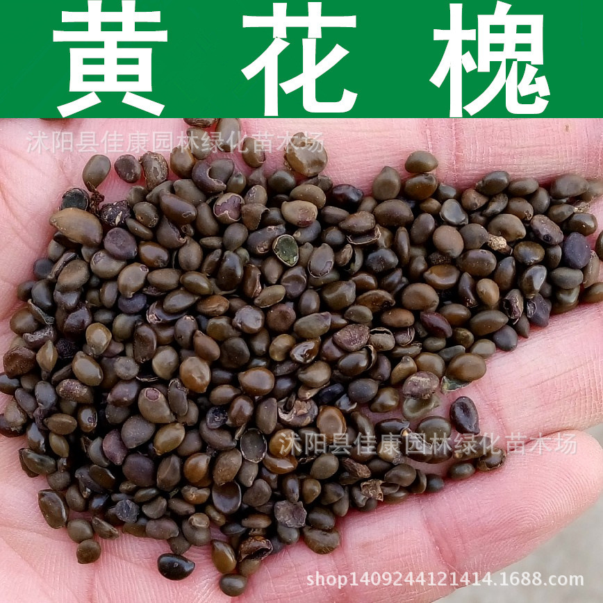 林木种子 黄花槐种子 金凤树种子 豆槐 1件=1斤-阿里巴巴