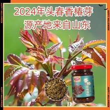 山东特产瓶装香椿酱原味香辣味酱嫩芽香椿酱家用批发拌饭酱拌面酱