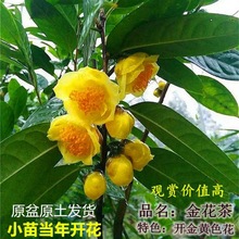 金花茶树苗金花茶盆栽室内阳台花卉茶花盆栽室外茶花树苗冬季开花