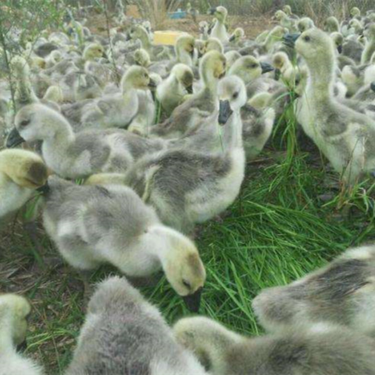 狮头鹅苗现货出售低价出售成年狮头鹅鹅苗价格便宜好养活量大包邮