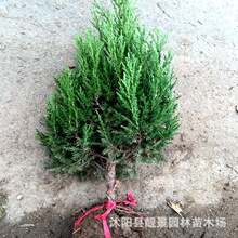 江苏绿化苗木基地 园林苗木小蜀桧（蜀桧树高1-4米）墓地常用树苗