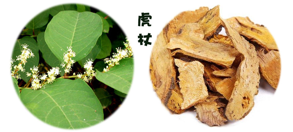《中国药典》:虎杖