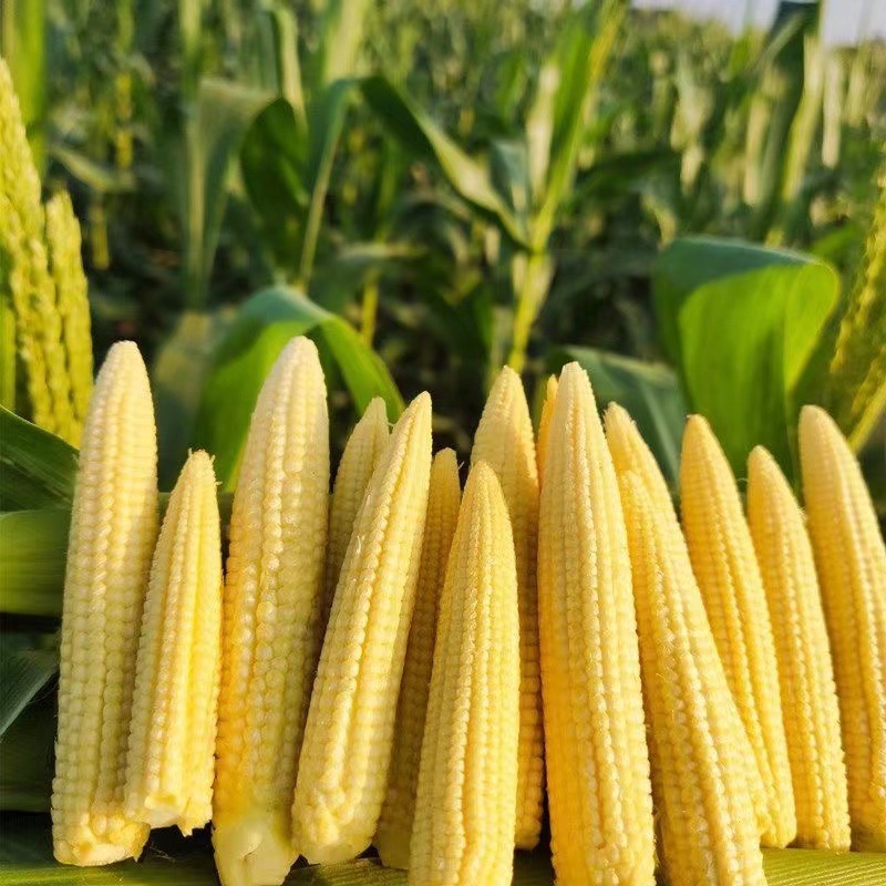 ll广西甜玉米笋新鲜孕妇水果甜玉米笋现摘现发净重5斤-阿里巴巴