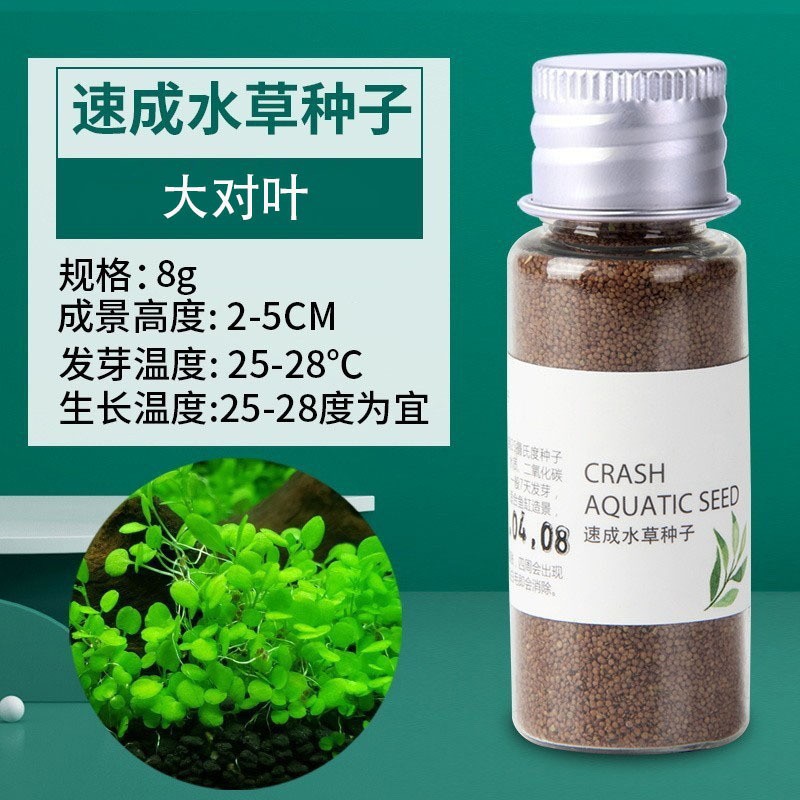 Yee Fish Tank Water Grass Seed Wholesale Landscape Pair Leaf Water Grass Mud Real Aquatic Plants Lazy Water Plants Ox Hair Water Plants