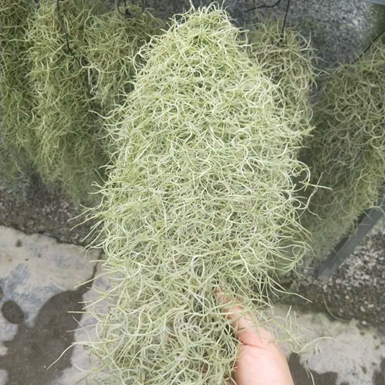 广州种苗批发-广州种苗批发厂家,品牌,图片,热帖-阿里巴巴