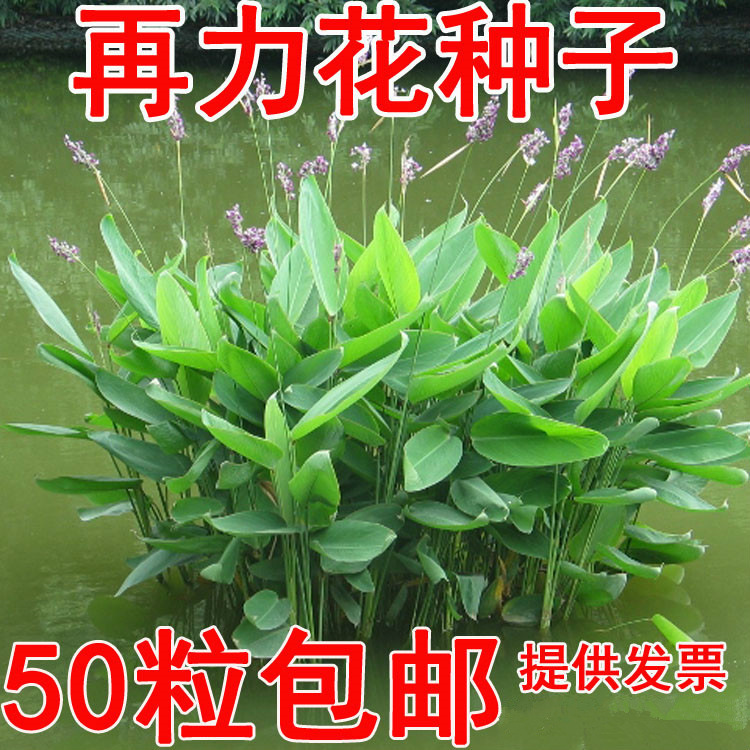 水生花卉再力花种子别名水竹芋水莲蕉塔利亚多年生草本