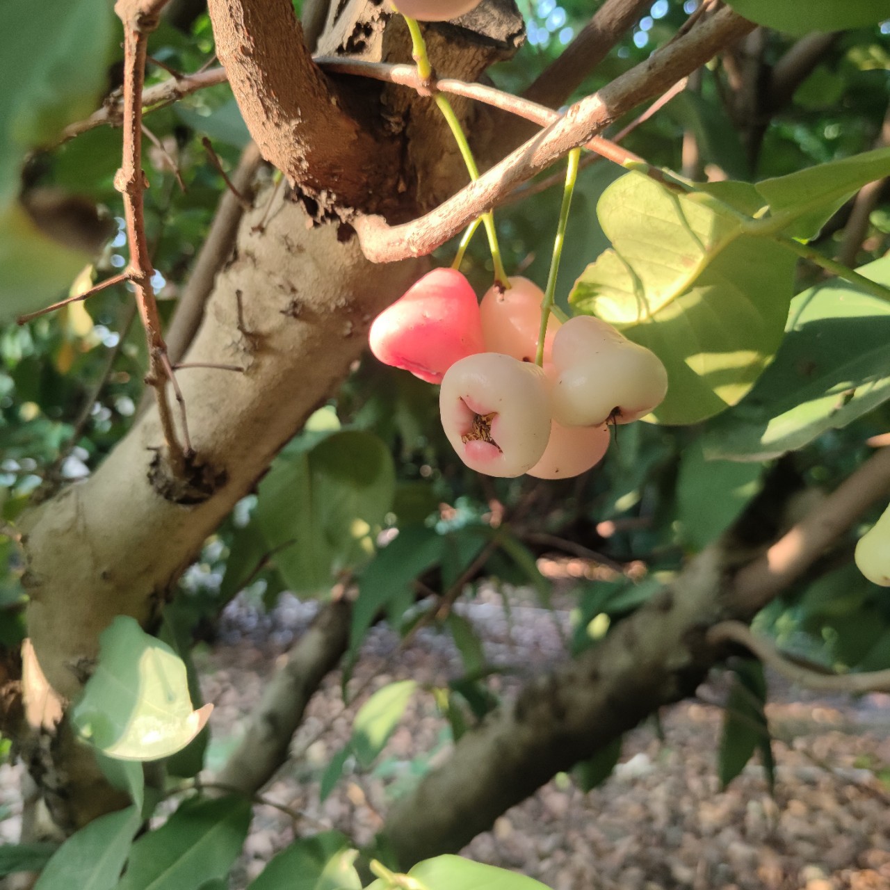 2112供应 精品 全冠 丛生洋蒲桃 5-7米高 莲雾果树 生态农庄绿化