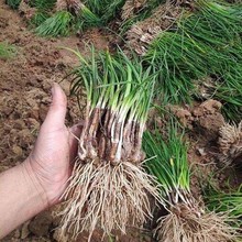 葱兰花苗风雨兰种球韭兰盆栽户外宿根北方耐寒庭院花卉绿化苗耐冻