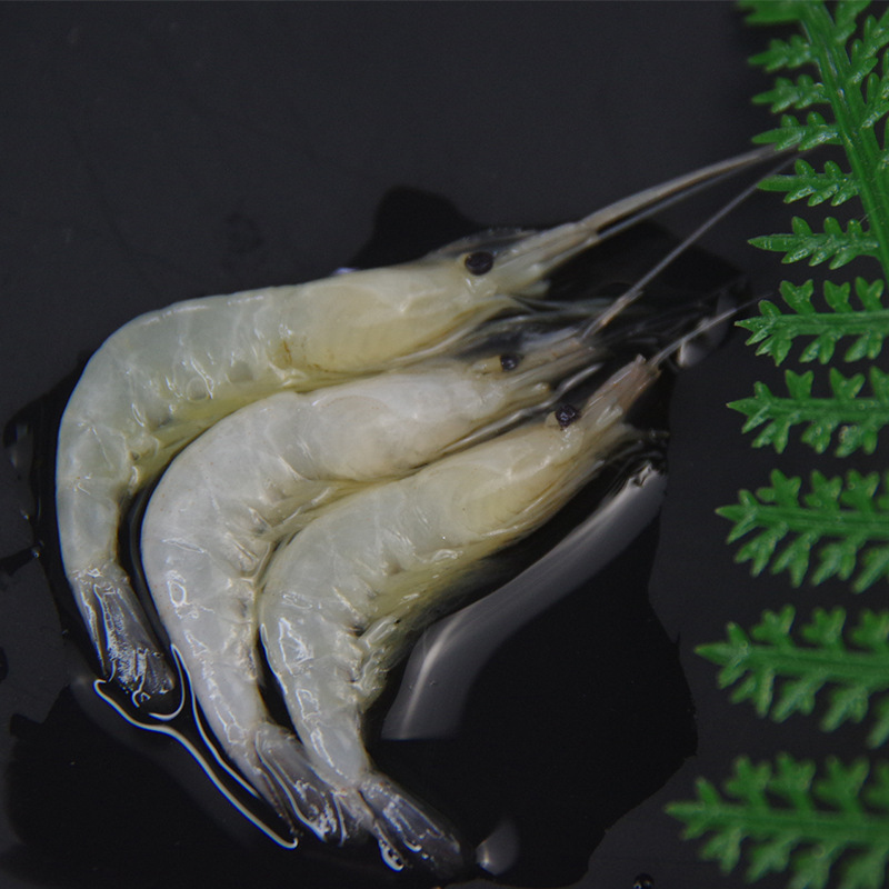 【太湖农耕三白特产】白虾太湖农耕苏州鲜活虾速冻小河虾冷冻淡水