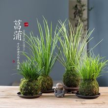 菖蒲苔玉苔藓球金钱胧月茶桌办公室禅意中式绿植盆栽水培净化空气