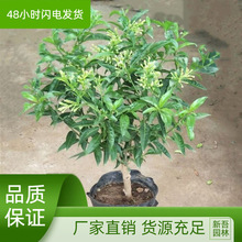 夜来香花树苗九里香夜来香盆栽花卉植物室内驱蚊花苗浓香四季开花