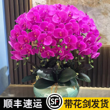 蝴蝶兰花苗带花剑带花苞盆栽兰花大苗客厅室内植物花卉四季好养活