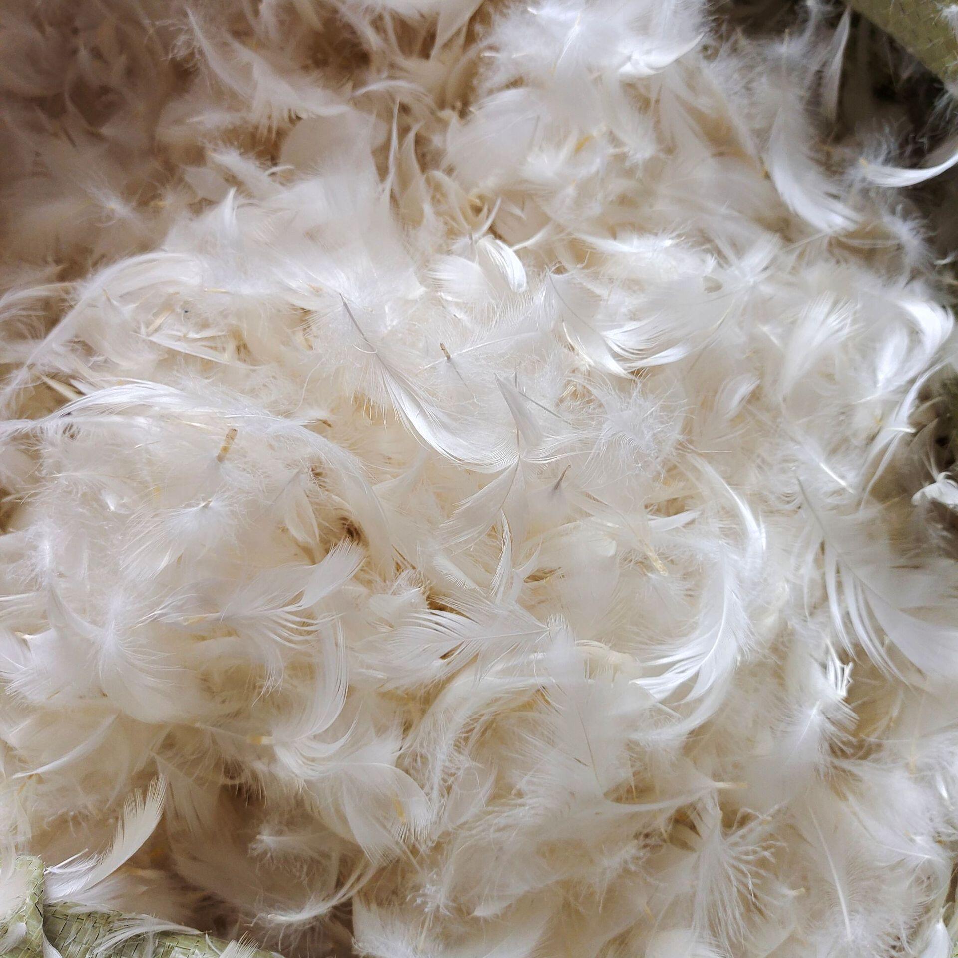 批发白鸭羽绒羽毛片水洗无异味抱枕芯填充物沙发垫靠坐垫枕头充装