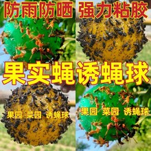 诱虫球粘虫球果蝇诱蝇球瓜果实蝇针蜂果园菜地诱球8cm柑橘诱捕器