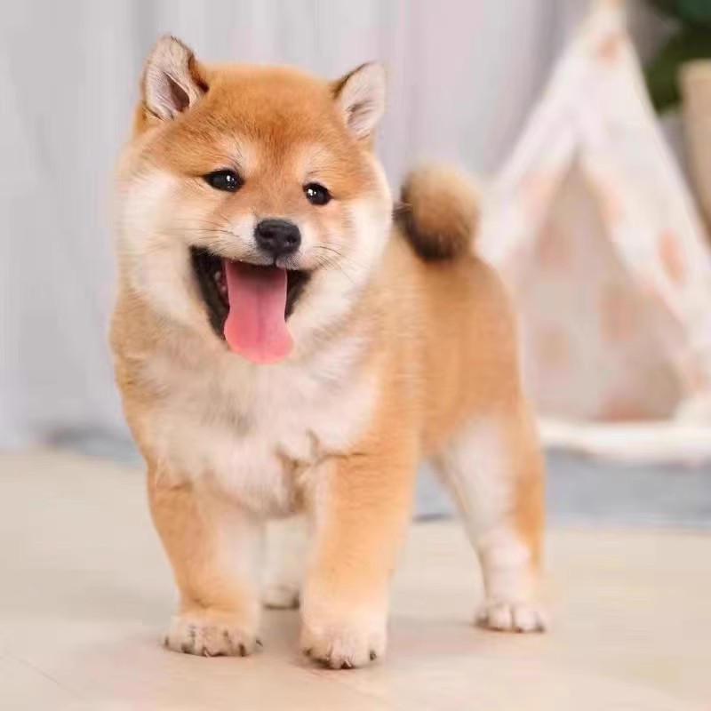 纯种柴犬幼犬活体日本柴犬幼崽赤色豆柴幼犬小型犬柴犬宠物狗出售