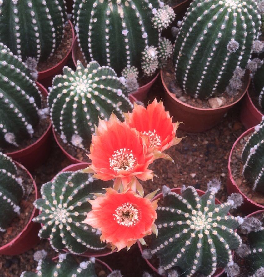 黑金刚 橙花仙人球 开花机器 基地直发