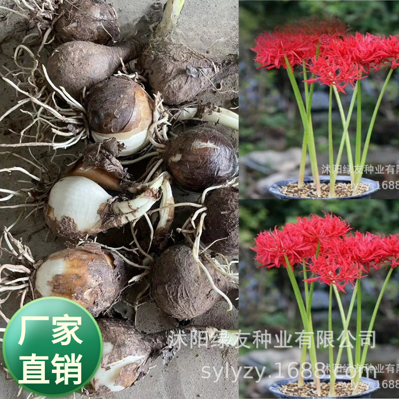 批发石蒜球 5800亩 红花石蒜 龙爪花 金丝红 石蒜种球-阿里巴巴